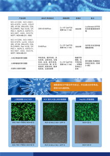 病毒包装相关试剂盒及一站式服务 为科研保驾护航